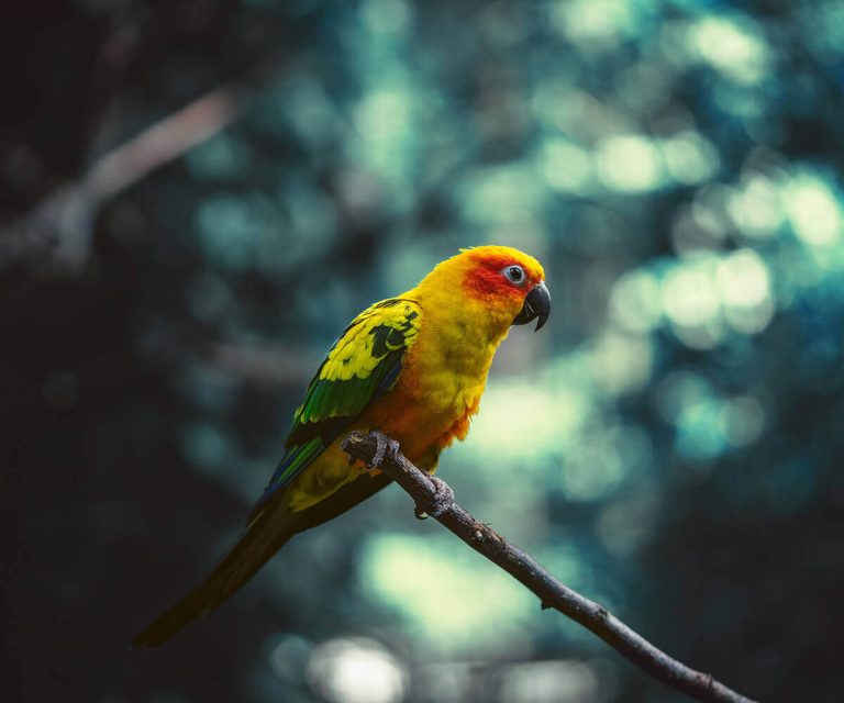 Which Parrot Captivates You? Discover Nature’s Colorful Chatterboxes!