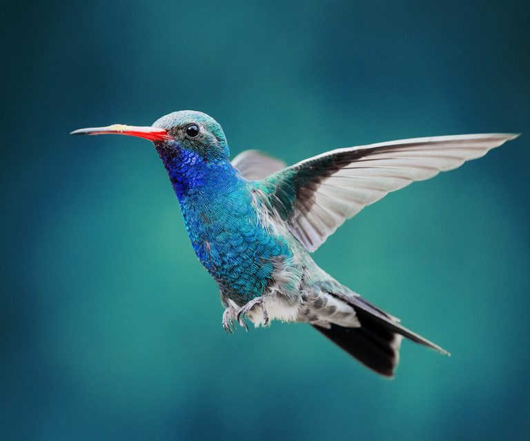 Behold the Enchanting Hummingbird, Nature’s Delicate and Dazzling Jewel