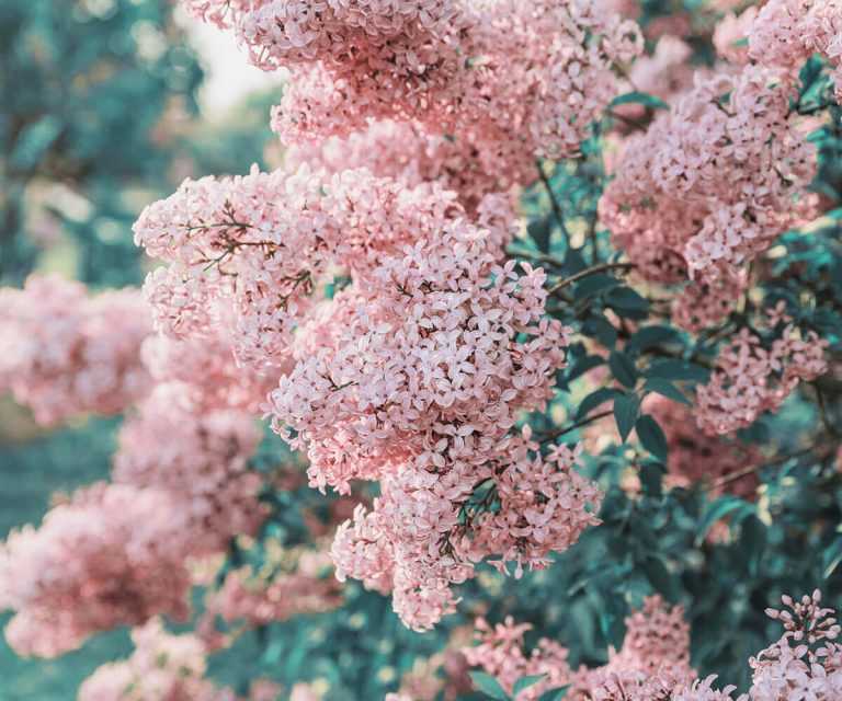 Discover 25 Medicinal Trees that are Great to Harvest for Homemade Medicine