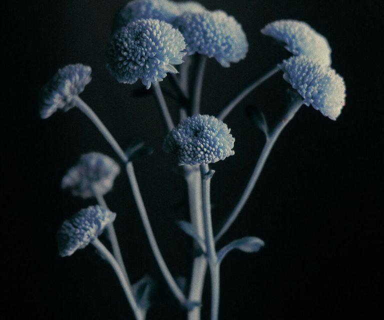 Exploring the World of Medicinal Flowers: How to Grow and Use Them